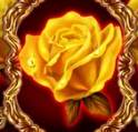 Золотая роза